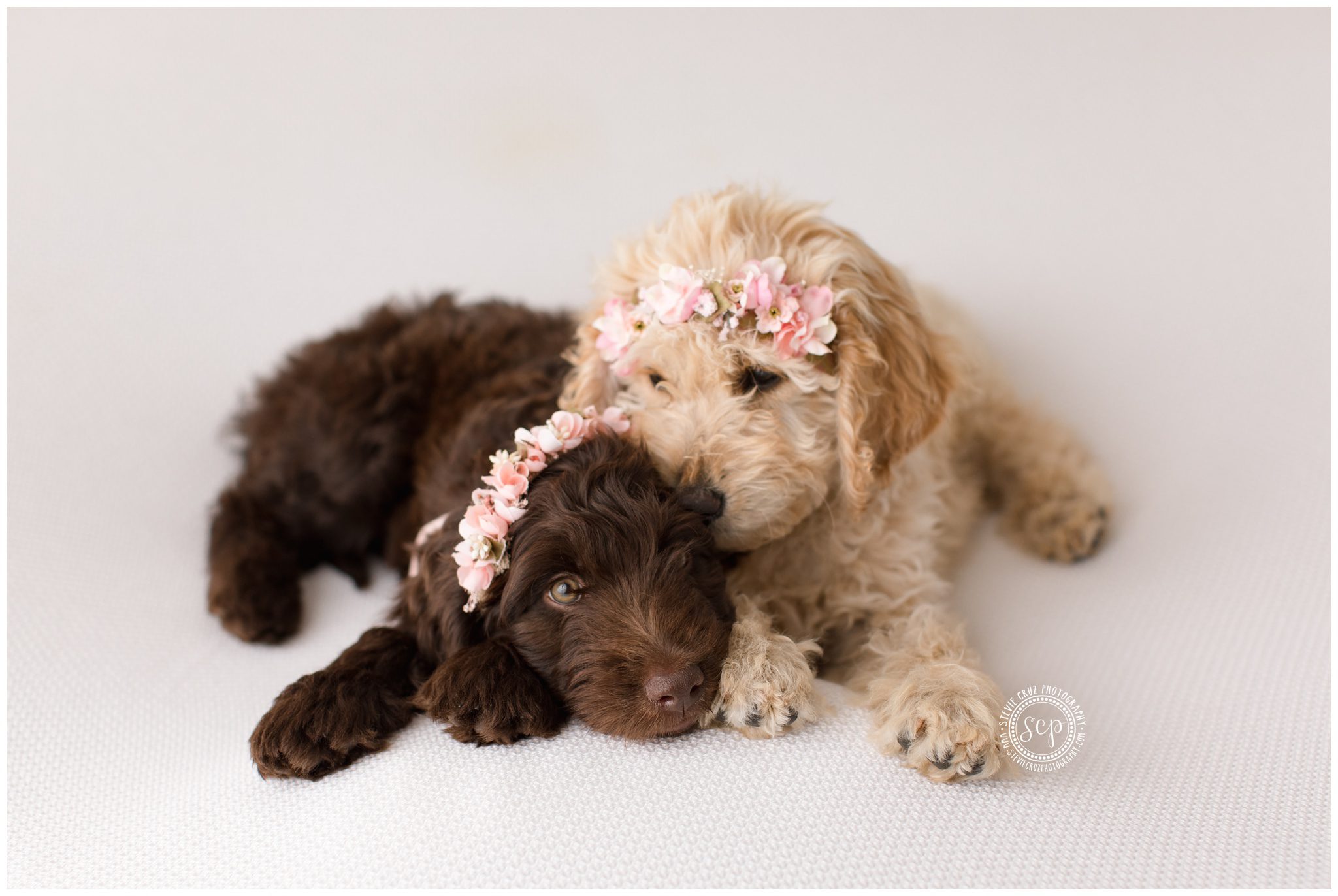 baby goldendoodle puppies